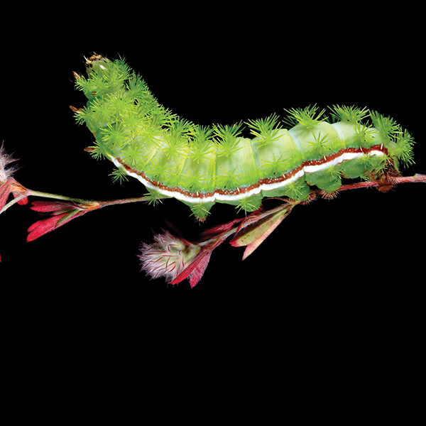 Promotional poster for 'The Extraordinary Caterpillar' film featuring a green caterpillar on a branch with flowers.